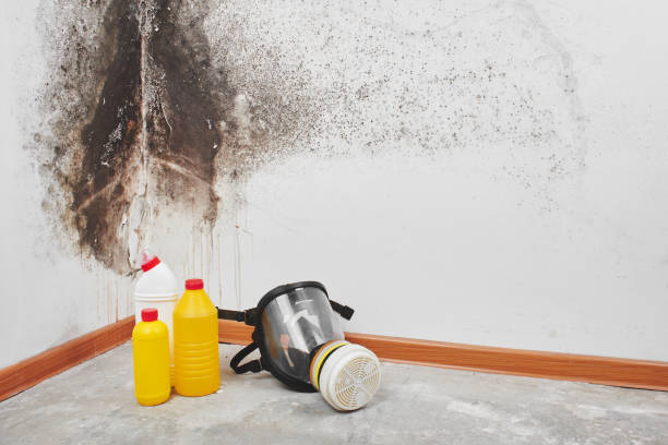 Professional Mold Remediation in Provo, UT