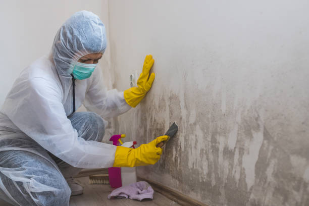 Best White Mold Remediation in Provo, UT