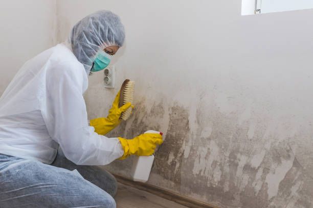 Best Kitchen Mold Remediation in Provo, UT