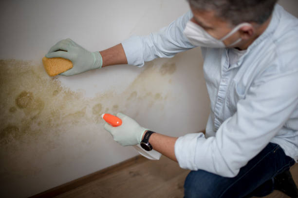 Best Black Mold Remediation in Provo, UT