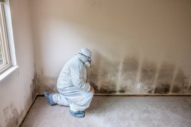 Best HVAC Mold Remediation in Provo, UT