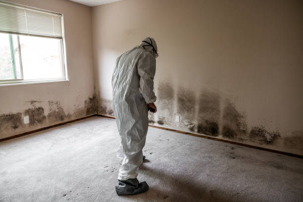 Best Emergency Mold Remediation in Provo, UT